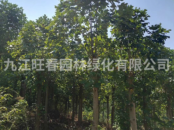 馬褂木